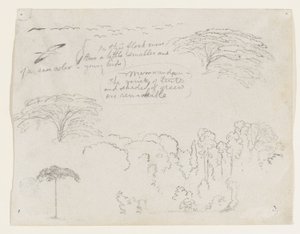 Schizzi dal Sud America, probabilmente dalla Colombia. Uccelli, alberi.